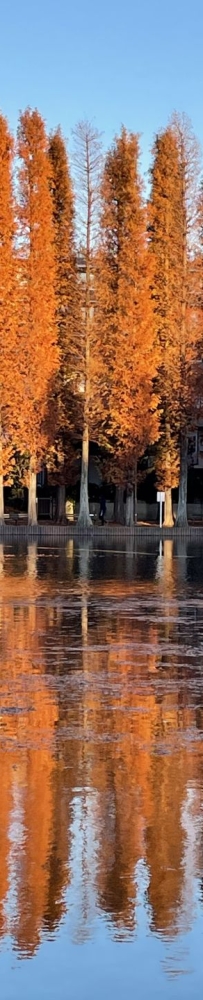 Bessho-numa Park in Tokyo in autumn with a small lake and wild ducks in the middle