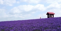 Summer Field Flowers - A Complete Guide to Biei and Furano, Hokkaido