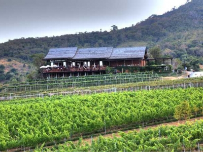 Hua Hin Hills Vineyard, the air with a slight aroma of wine