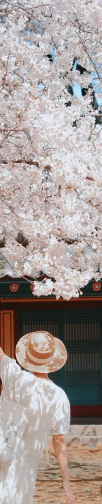 Enjoy the cherry blossoms in Jeju Island, and you will be pink girl style wherever you go