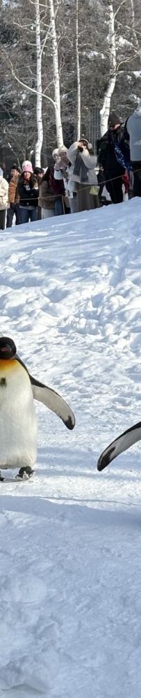 4 full guide in Asahikawa Zoo for penguin parade