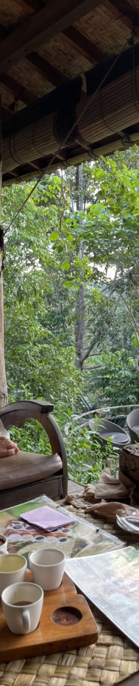 Relax at Pulina Coffee Farm in Ubud, Bali, and learn how civet and cat feces coffee is made