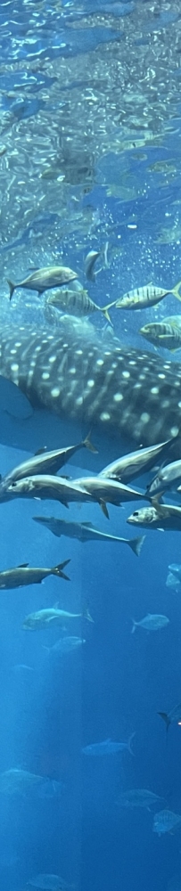 Okinawa Churaumi Aquarium, the huge tank and whale sharks give you a shocking feeling