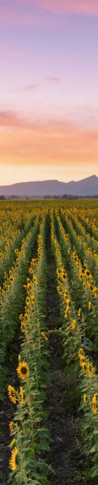 Admiring the beauty of blooming sunflowers in the winter fields at Khao Chin Lae, Lopburi Province, Thailand