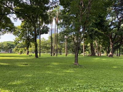 Lumphini Park in Bangkok, a free and open ecological environment park in Southeast Asia