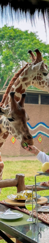 Dine With Giraffe in Jakarta, Indonesia, ??share a dreamy afternoon tea with giraffes