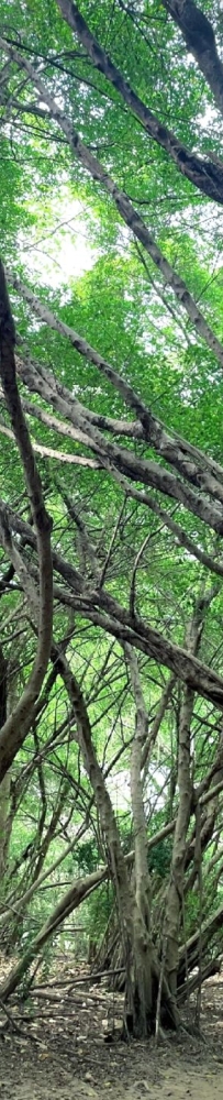 Barkley Park, 🌲Primitive forest with tangled roots, branches, and leaves hidden in Tainan City