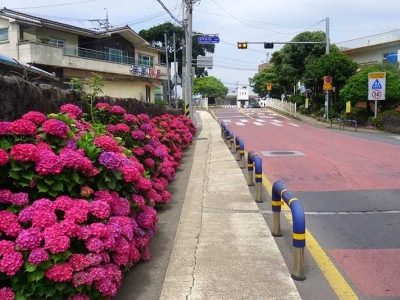 Admire the well-deserved Jeju Island hydrangeas in Jeju Island, South Korea. The pink hydrangeas are very bright.