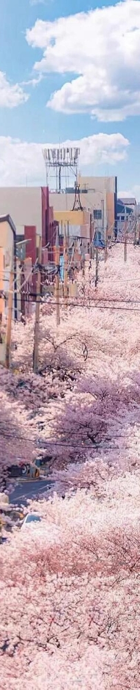 The most beautiful cherry blossom road in Jeju Island, come and see the romantic cherry blossoms and snow next month