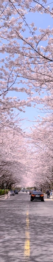 Cherry blossoms in Busan are in full bloom. Visit Dongbaek and Gamcheon Culture Village