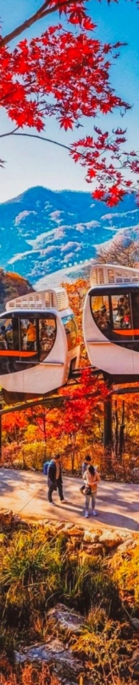 Travel to Korea, 🍁Take the Dream Train to the Flower Forest and enjoy the autumn leaves