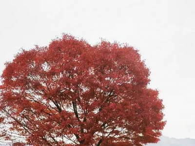 Kawaguchiko, a place where you can see Mount Fuji up close during your trip to Japan