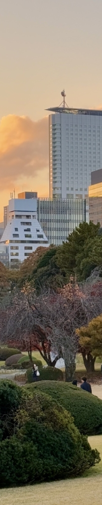 Enjoy the red leaves, ginkgo trees and warm sunset in a quiet park in Tokyo, Japan