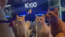 K100?, a small cat bar on Baojian Road in Jeju Island, has three kittens in business