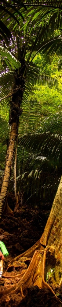 Lagoon Trail at Railay Beach, Krabi, Thailand, tropical rainforest with red land