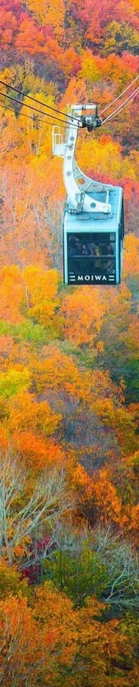 Hokkaido's autumn: 🍁season to enjoy the red maple leaves from a cable car