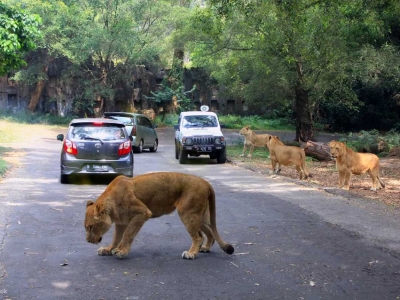 Bogor Safari and Heha Cafe Waterfall Day Tour from Jakarta