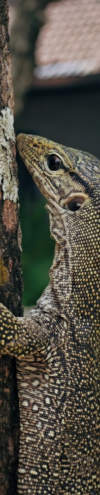 Visit Mu Koh Lanta National Park on Krabi Island and see the happy life of lizards and monkeys