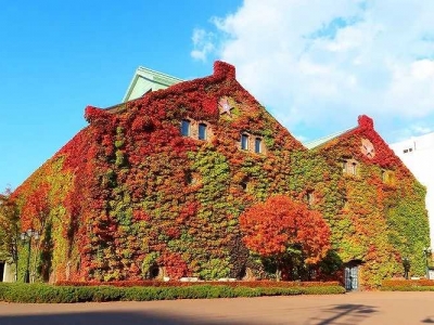 Hokkaido Autumn Travel: Unlock the Blue Pond in Biei, the Fall Foliage at Jozankei, and the Toyako Hot Spring