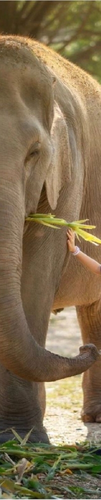 Chiang Mai Secret Elephant Camp👏, close contact with elephants, feeding and bathing