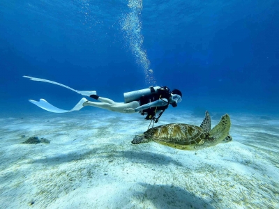 Travel diary, diving record in Cebu, Philippines, taking photos of sea turtles in Casa Paris